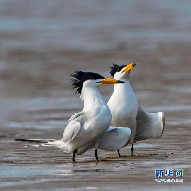 “神話之鳥”現身閩江沙洲