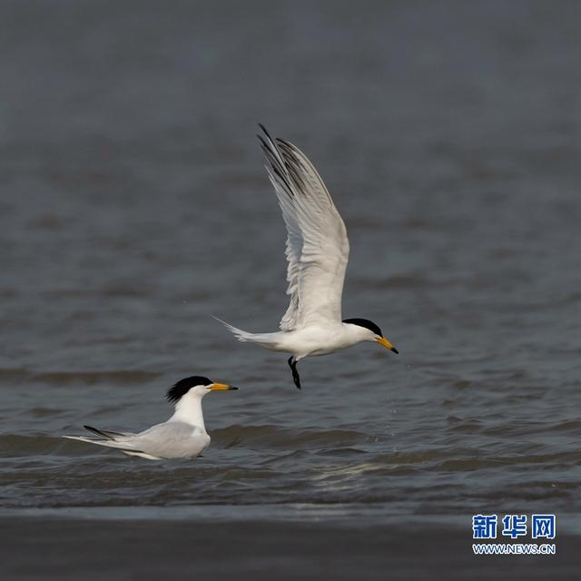 “神話之鳥”現身閩江沙洲