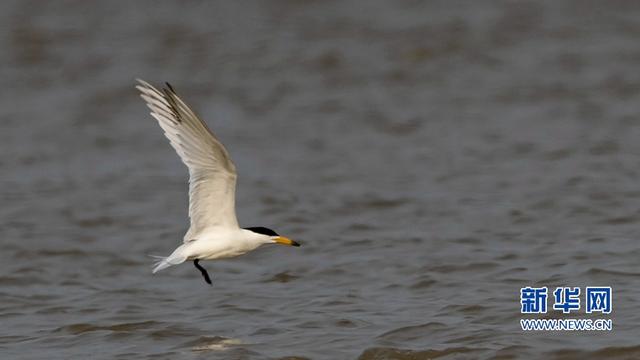 “神話之鳥”現身閩江沙洲