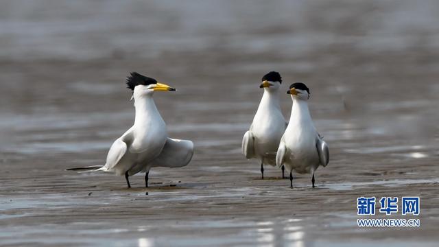 “神話之鳥”現身閩江沙洲