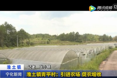淮土鎮青平村：引進農場 促農增收