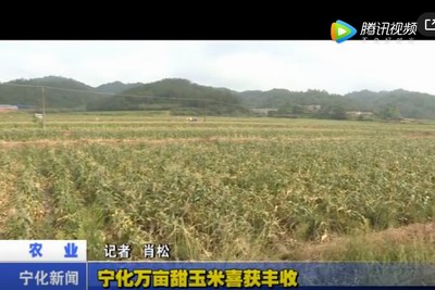 寧化萬畝甜玉米喜獲豐收