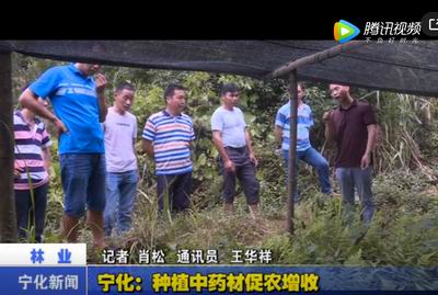 寧化：種植中藥材促農增收