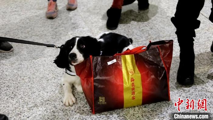 一只狗狗的“逆襲”之路：“流浪汪”成海關(guān)工作犬