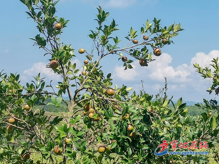 寧化湖村鎮(zhèn):千畝毛豆喜獲豐收