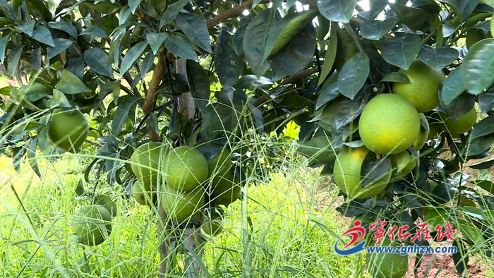 寧化淮土鎮(zhèn):發(fā)展臍橙產(chǎn)業(yè) 擴寬致富之路