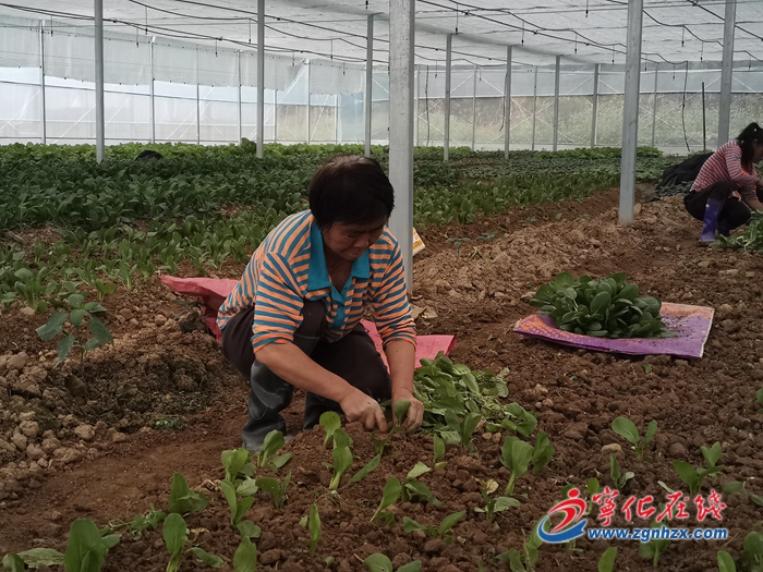 【鄉村振興】寧化安樂鎮：多肉種植基地生產忙