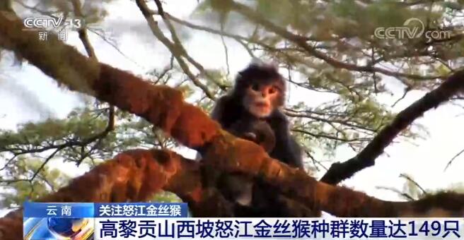 被列為極度瀕危物種 我國境內怒江金絲猴數量增至200余只