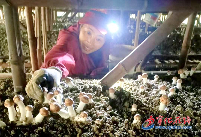 【鄉村振興】寧化泉上鎮：小小姬松茸，撐起“致富傘”