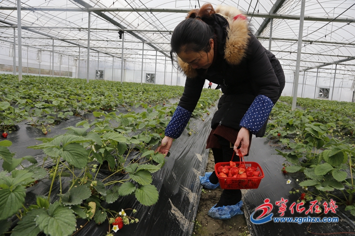 【中國(guó)綠都 最氧三明】寧化湖村鎮(zhèn)：草莓開園迎客來