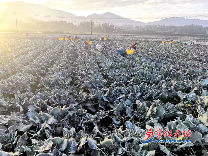 寧化：百畝西蘭花保障供應