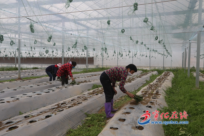 組圖：寧化蔬菜種植不停歇