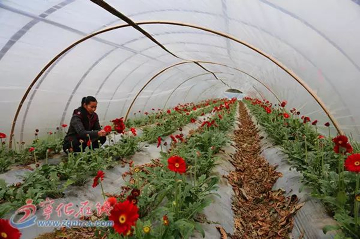 寧化這2個(gè)村上榜國(guó)家森林鄉(xiāng)村！