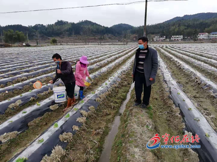 寧化：防疫不忘壯煙苗