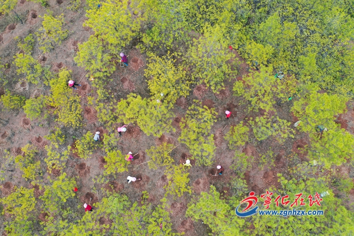 組圖|寧化萬畝水保林挖穴忙