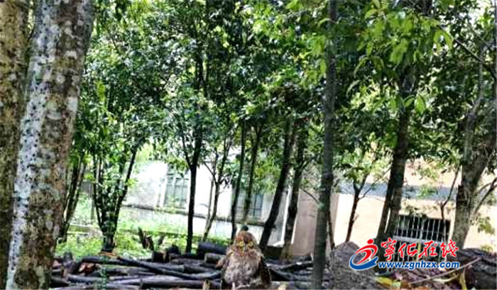 點贊！寧化曹坊林業站解救貓頭鷹放飛大自然