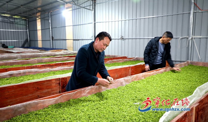 【中國綠都?最氧三明】寧化：安吉白茶飄出新茶香