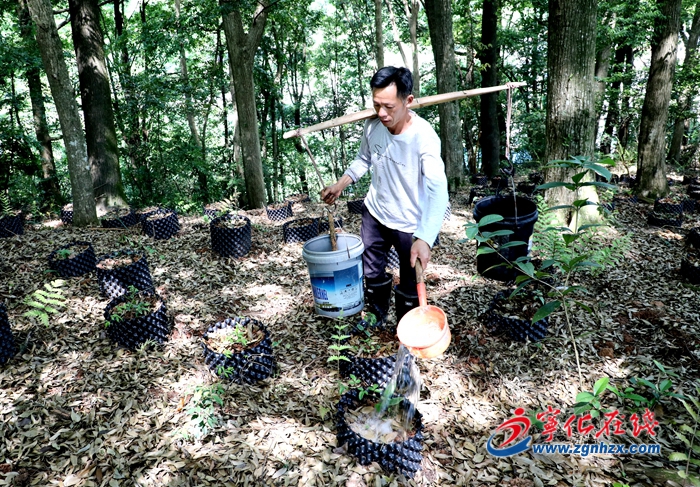 寧化：種植三葉青4000多畝