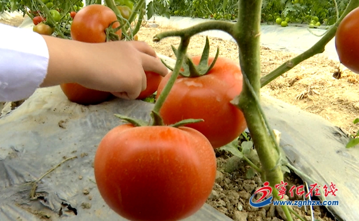 寧化：五一假日游 采摘歡樂多