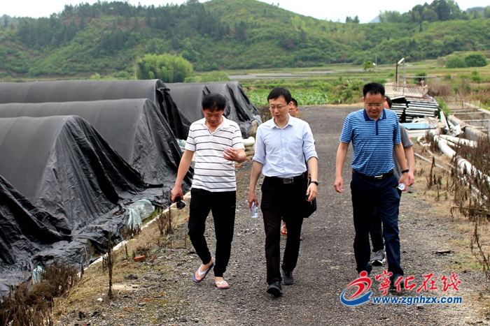 寧化縣領導到安遠調研煙葉受災情況