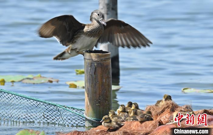 女子三次抓西湖小鴛鴦 網友：抓鴛鴦一輩子單身