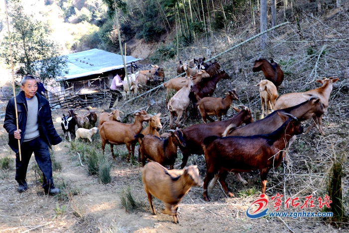 小山羊“啃”出脫貧路
