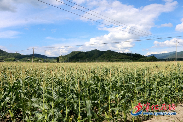 寧化湖村鎮(zhèn)：千畝水果玉米采摘上市
