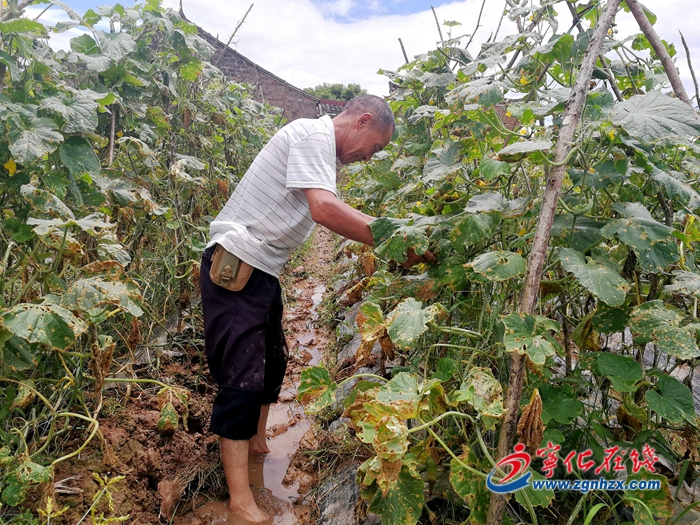 【小康來敲門】寧化：產業作紐帶，聯村闖富路