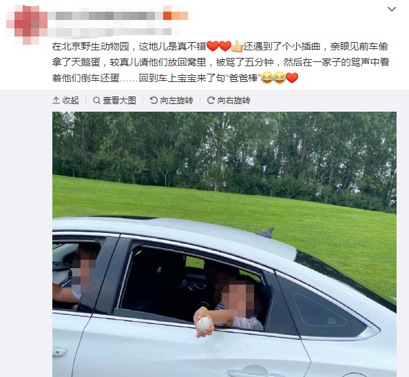 游客偷拿天鵝蛋,北京野生動物園回應:深感遺憾