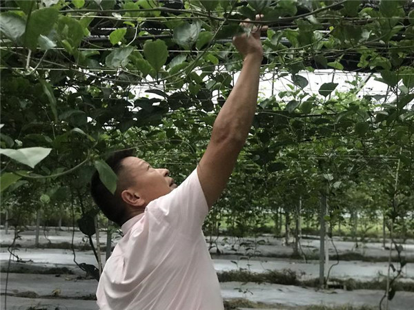 福建：鄉(xiāng)村發(fā)展特色產(chǎn)業(yè) 貧困戶有了“搖錢(qián)樹(shù)”