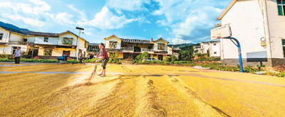 1.3萬億斤以上！“中國飯碗”穩(wěn)穩(wěn)的