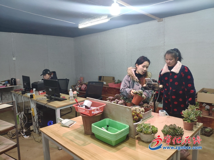 寧化安樂鎮:多肉基地直播帶貨忙