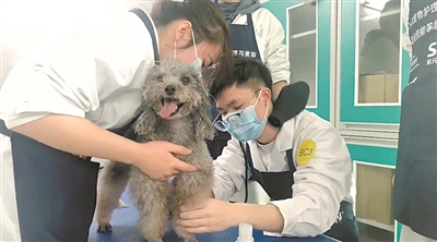 寵物美容師如今考證忙 除學歷證書外還要“X”證書