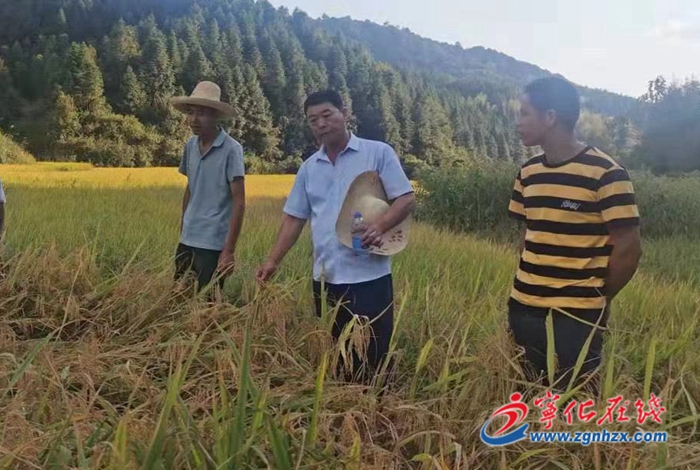 城南鎮(zhèn)：扎實開展水稻保險理賠勘察工作