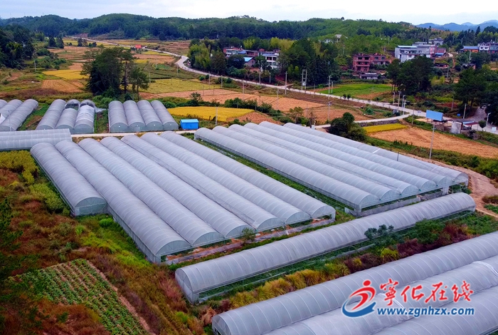 寧化淮土鎮：引進特色西瓜 打造一村一品