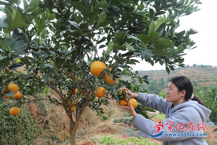 寧化中沙:千畝臍橙喜獲豐收