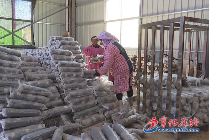 溪背村：搶抓冬季晴好天氣 下田種植食用菌忙