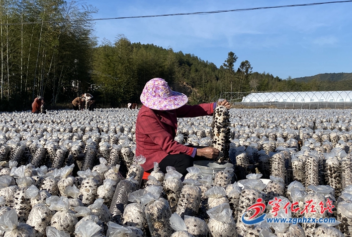 寧化方田鄉:黑木耳喜獲豐收