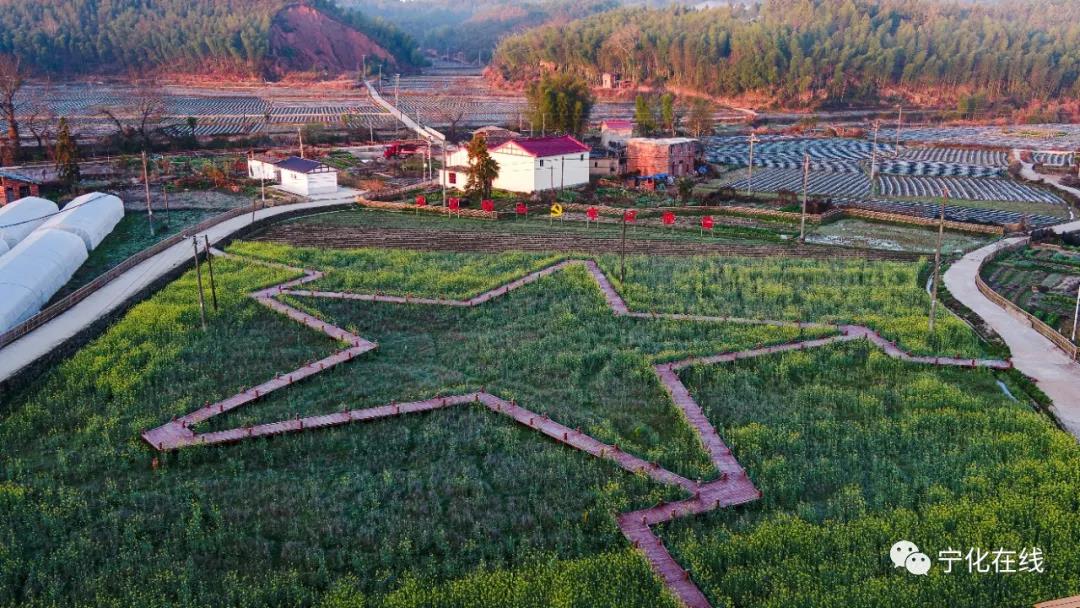 【中國綠都 最氧三明】寧化：冬去春來，油菜花開