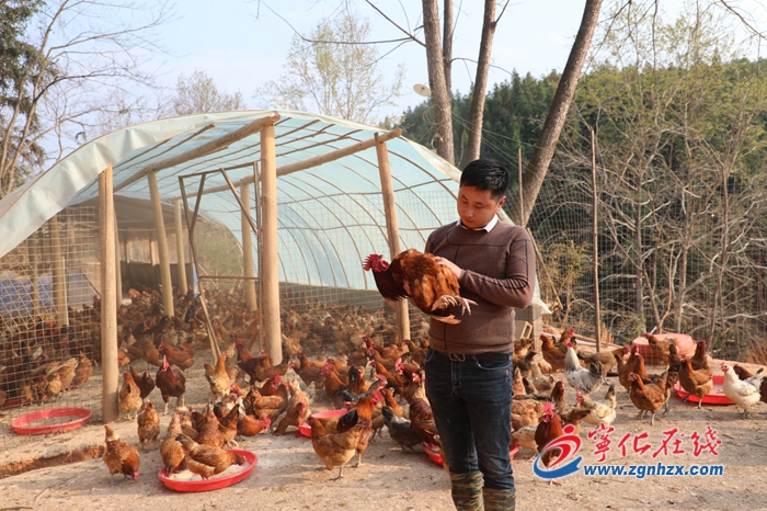 生態養雞 “啄”開致富門