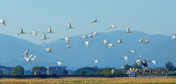 閩江河口濕地亮相央視!福州這張生態名片是這樣打造的……