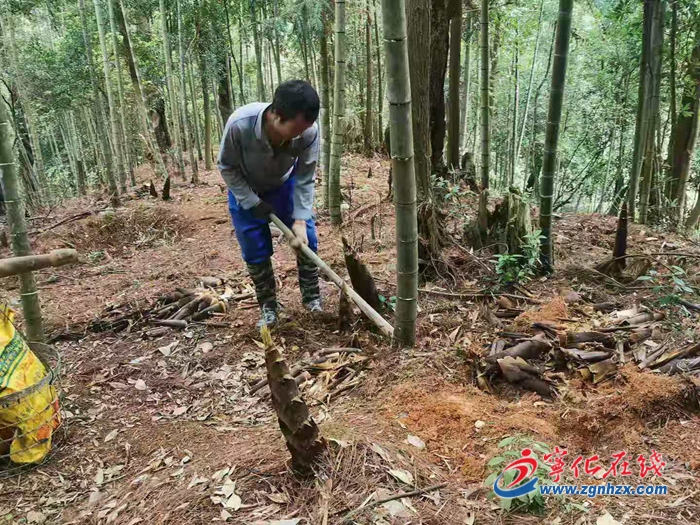 寧化安樂鎮：春筍正當季，致富新道路