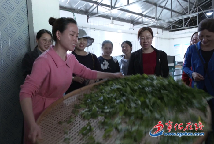 寧化:親近大自然 感受茶文化