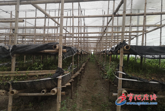 寧化泉上鎮(zhèn)：黑皮雞樅菌試種成功