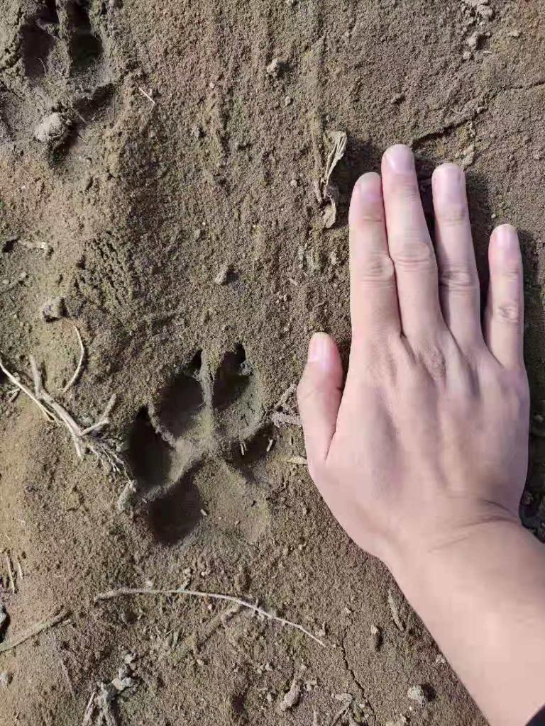 黑龍江省齊齊哈爾市通報“狼出沒”:符合狼的體征和捕食習性