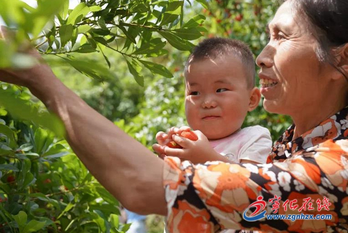 河龍鄉(xiāng)：楊梅采摘正當(dāng)時