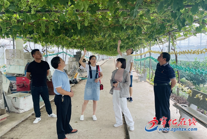 【我為群眾辦實事】寧化：氣象服務助力葡萄優質豐產