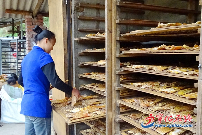 安樂：國家級合作社鼓足竹農“錢袋子”