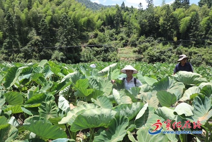 寧化安遠：萬畝檳榔芋長勢良好