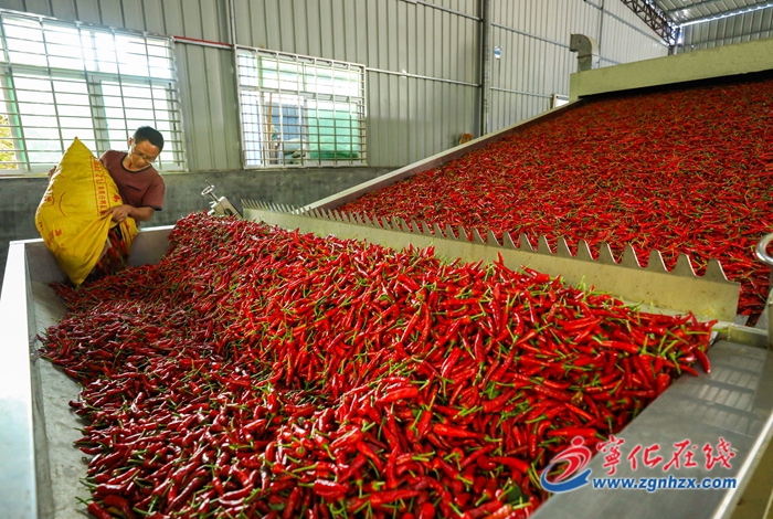 曹坊鎮(zhèn):王中王辣椒曬出一片好“豐收”
